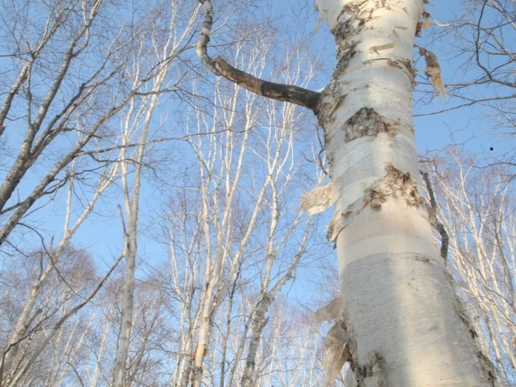 50年先も、白樺を生かすには。家具を通してつくる、森と人との良い関係~鳥羽山聡さん