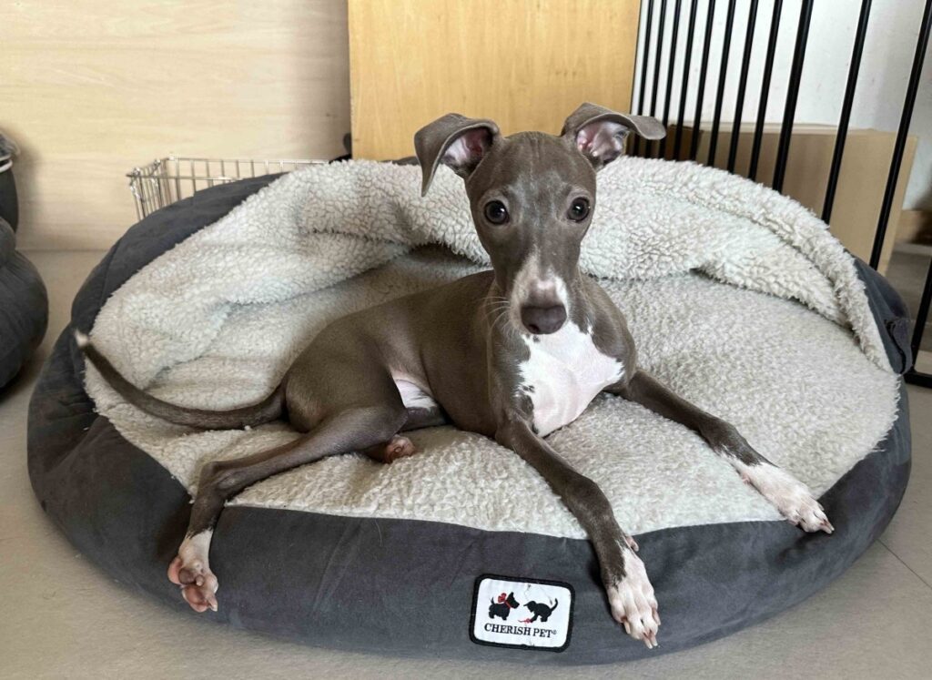 北海道東川町で愛犬に優しい宿 LeＬien（ルリアン）を開業！